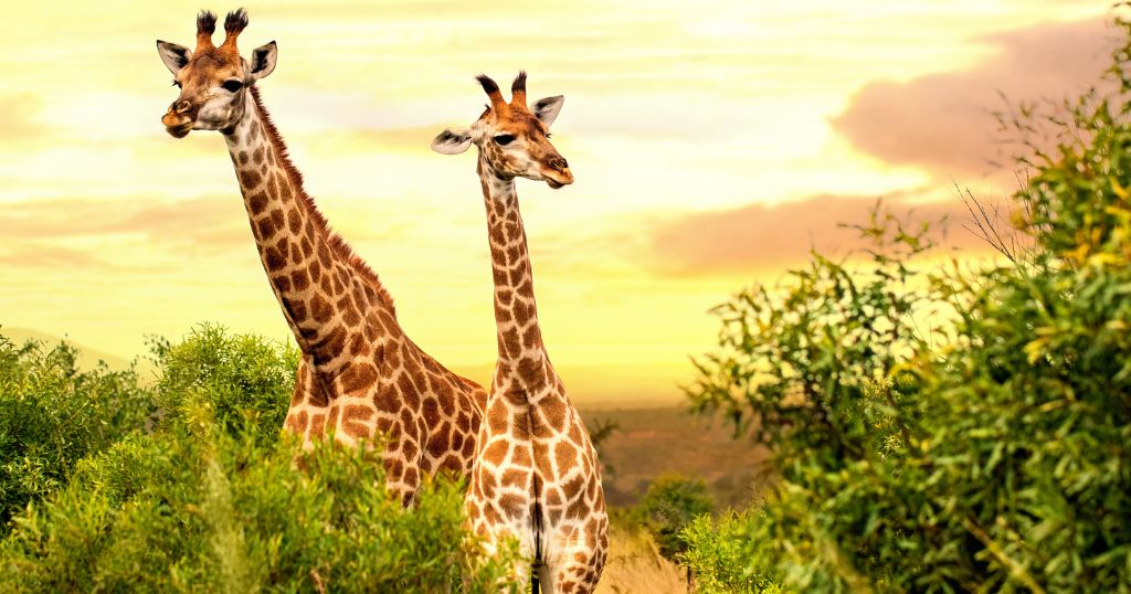 10 Things That Are 20 Feet Long or Big - Giraffe