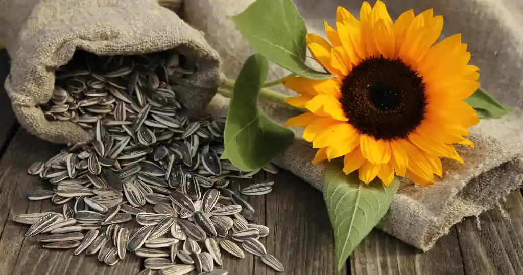 10 Common Things That Are 2 Millimeters Long or Thick - Sunflower