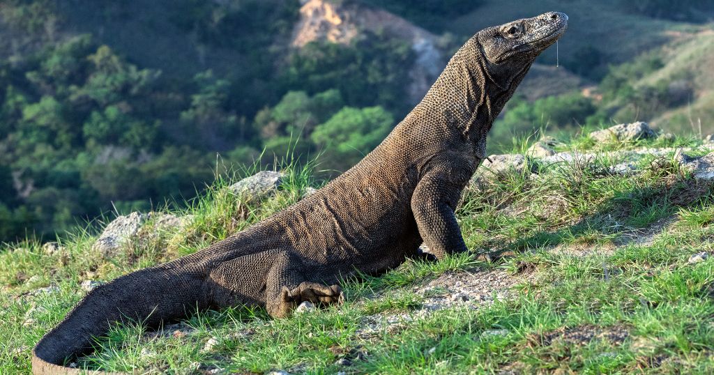 How Long is 3 Meters - Komodo dragon